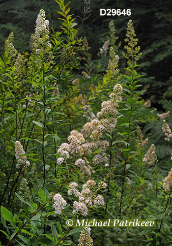 Narrowleaf Meadowsweet (Spiraea alba)